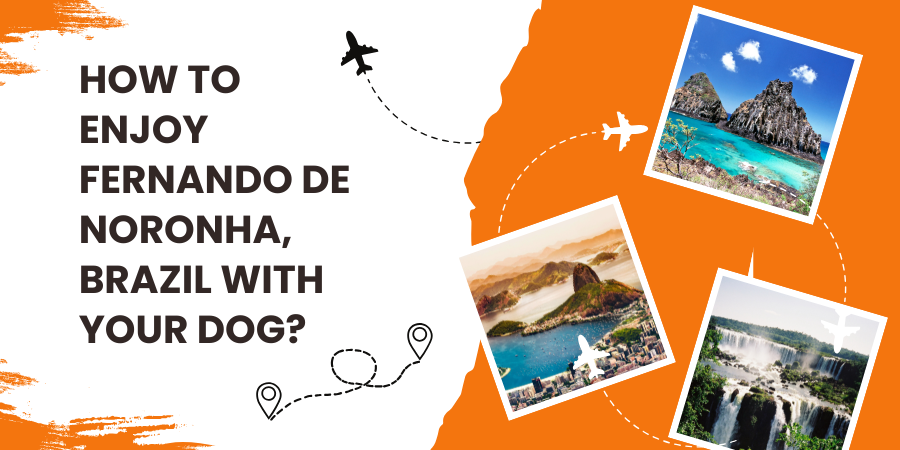 How to Enjoy Fernando De Noronha, Brazil With Your Dog?
